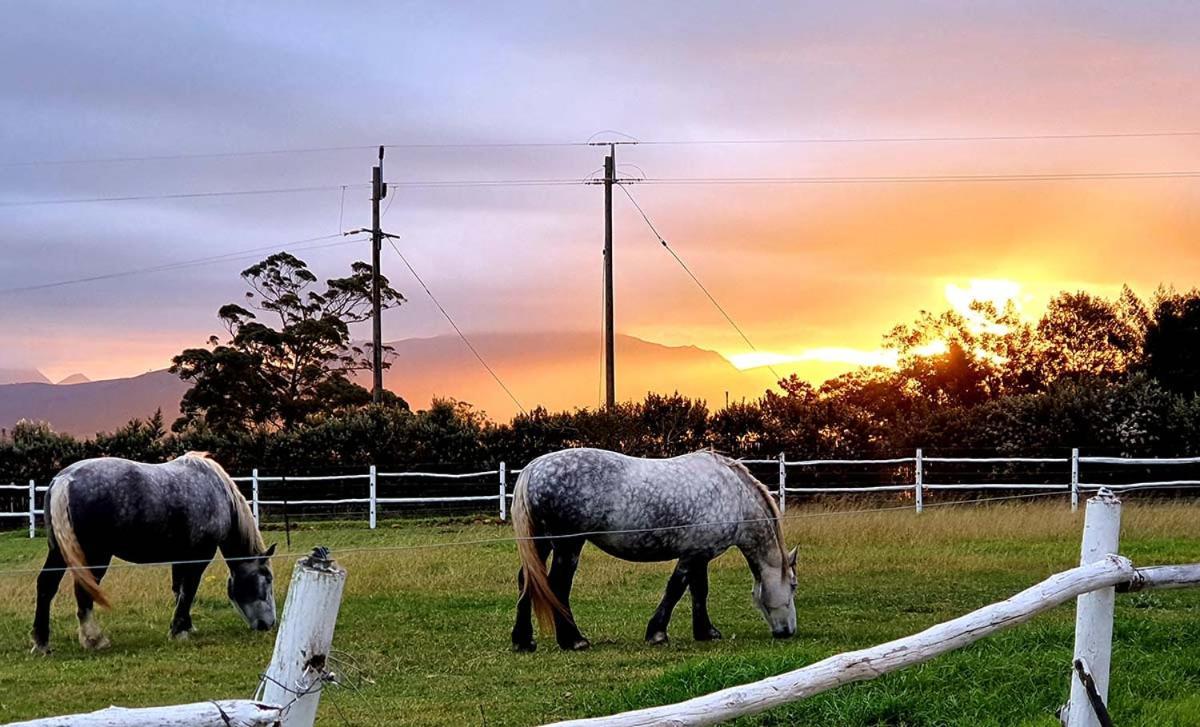Outeniqua Moon Percheron Stud Farm Ruiterbos Eksteriør billede