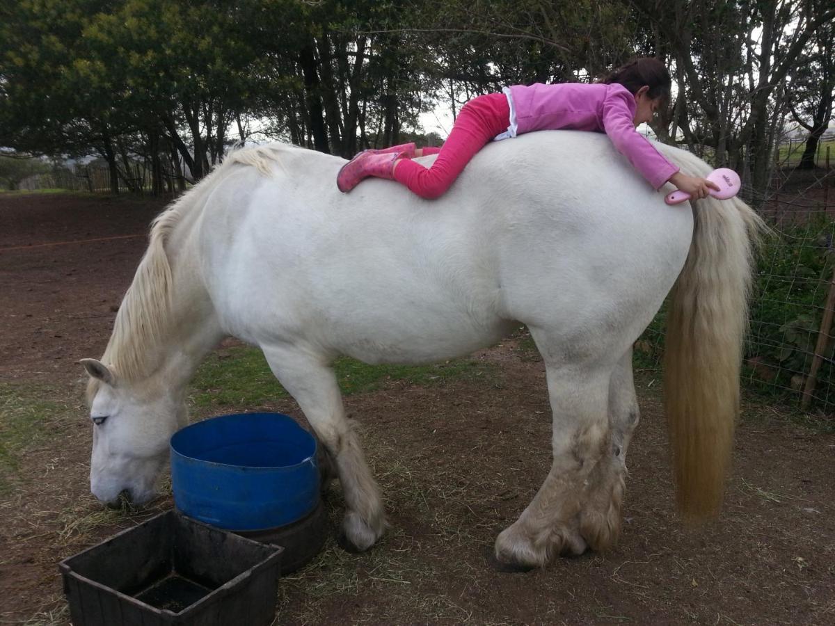 Outeniqua Moon Percheron Stud Farm Ruiterbos Eksteriør billede