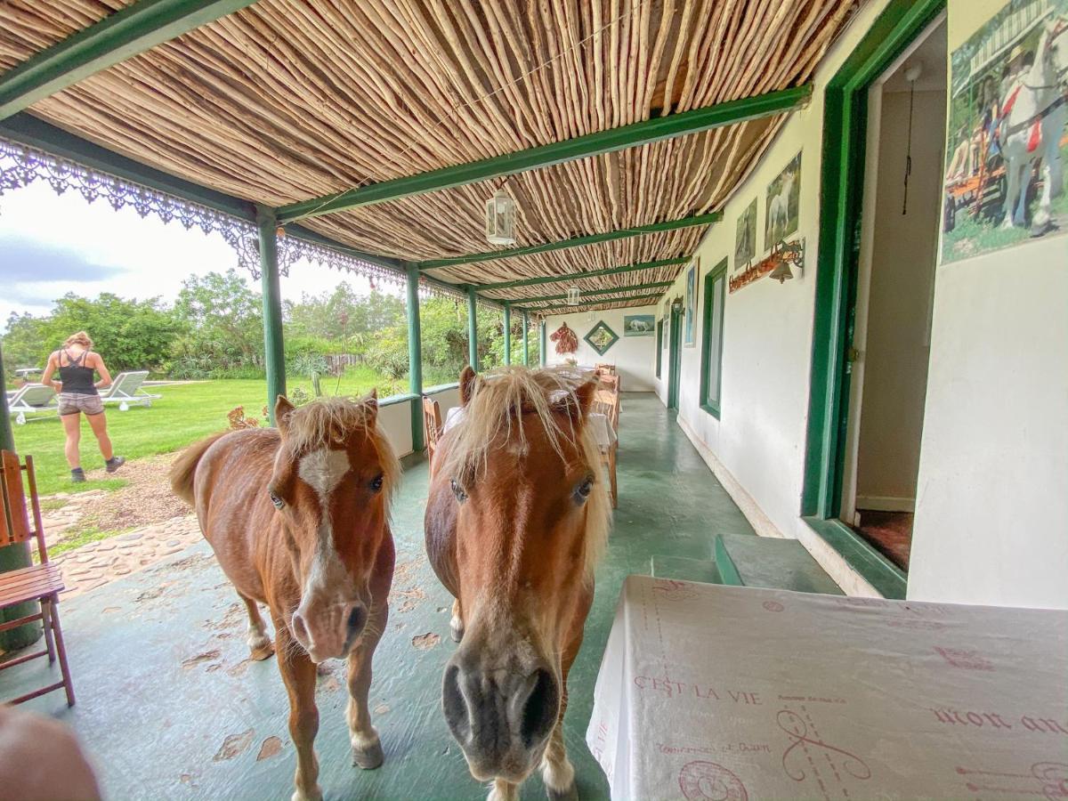 Outeniqua Moon Percheron Stud Farm Ruiterbos Eksteriør billede
